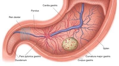 Eine anatomische Grafik des Magens, die die Schleimhautschicht (Mucosa) deutlich hervorhebt. Die Darstellung zeigt die verschiedenen Schichten des Magens, einschließlich der Mucosa, die für die Verdauung und den Schutz des Magengewebes wichtig ist.