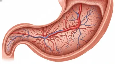 Anatomische Grafik des Magens: Detailansicht der Schleimhautschicht (Mucosa) und deren Funktion bei der Magenschonung.